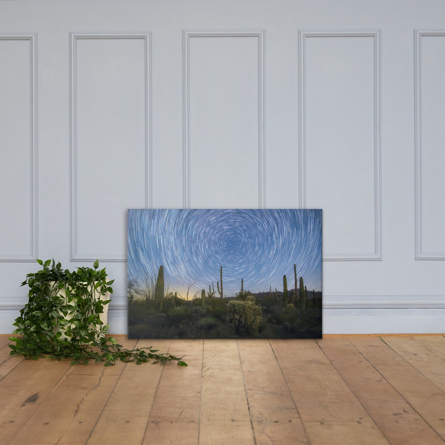 Sonoran Startails by Sean Parker Photography | Wrapped Canvas