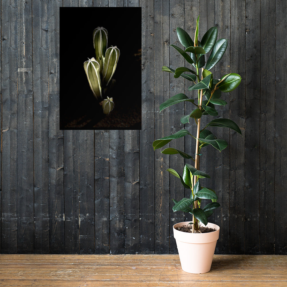 Saguaro Quad by Enrique Aldana Photography | Poster