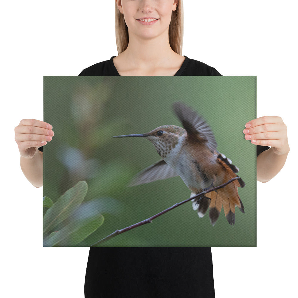 Rufous Hummingbird by Leslie Leathers Photography | Wrapped Canvas