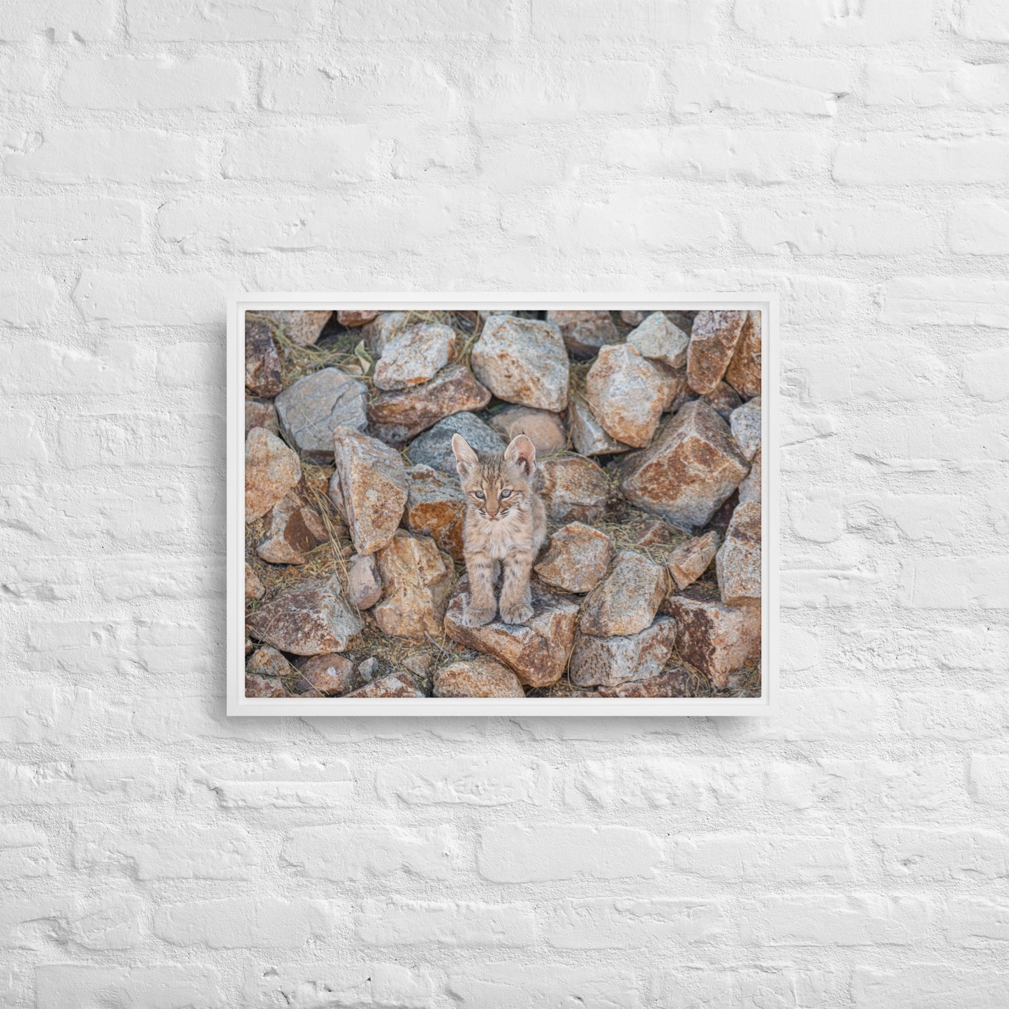 Baby Bobcat by Leslie Leathers Photography | Framed canvas