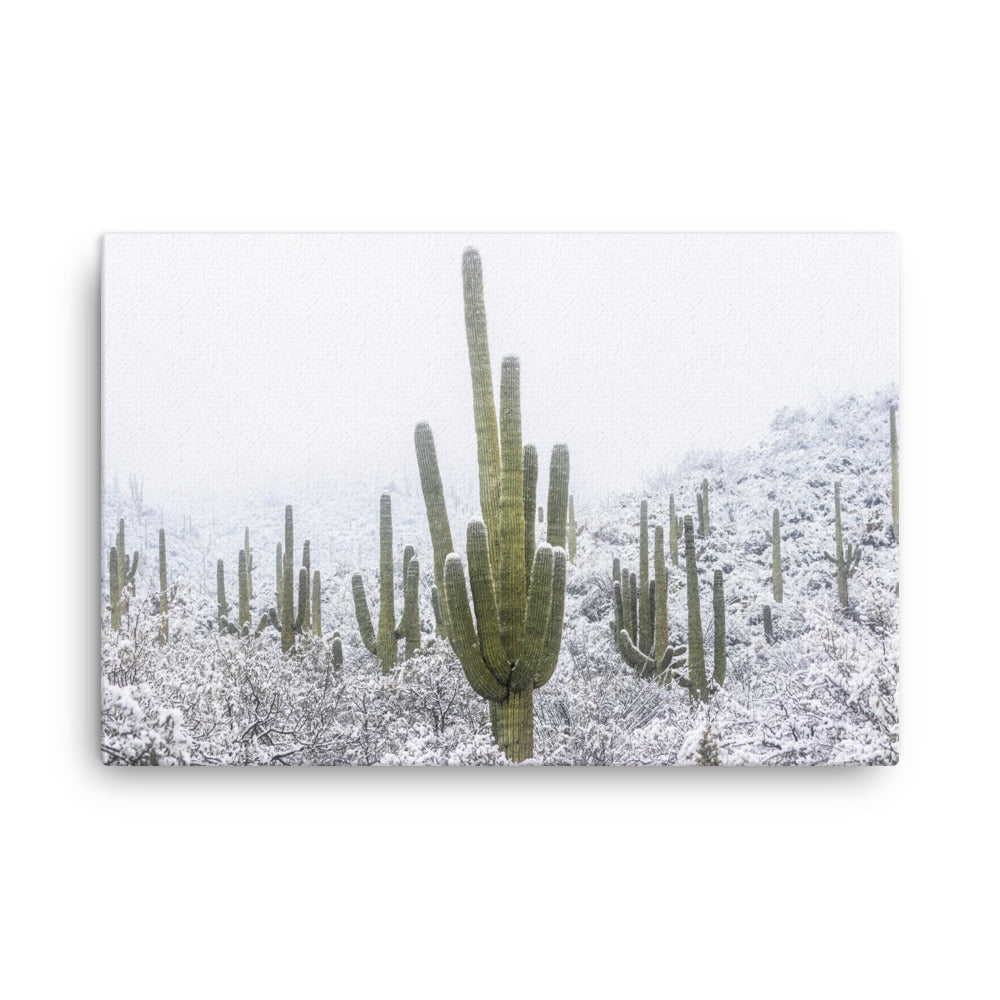 Saguaro Snowfall by Sean Parker Photography | Wrapped Canvas