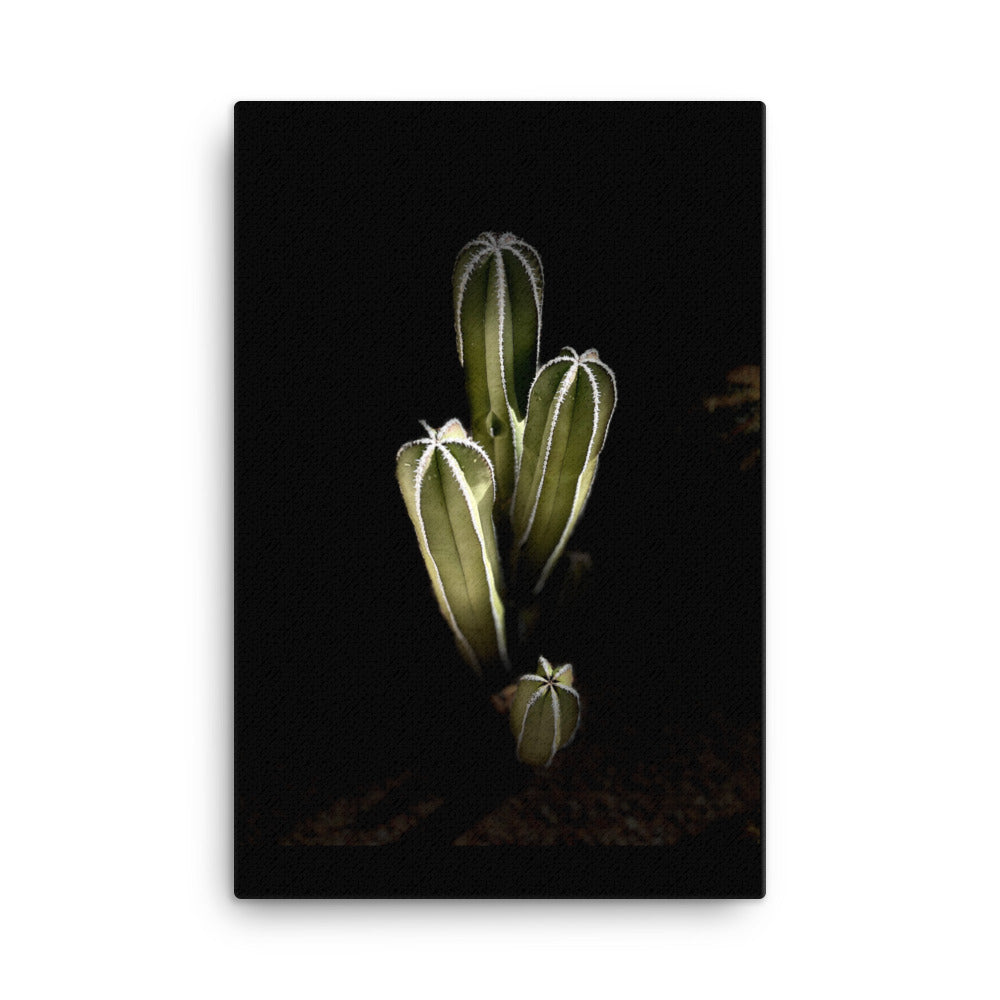 Saguaro Quad by Enrique Aldana Photography | Wrapped Canvas
