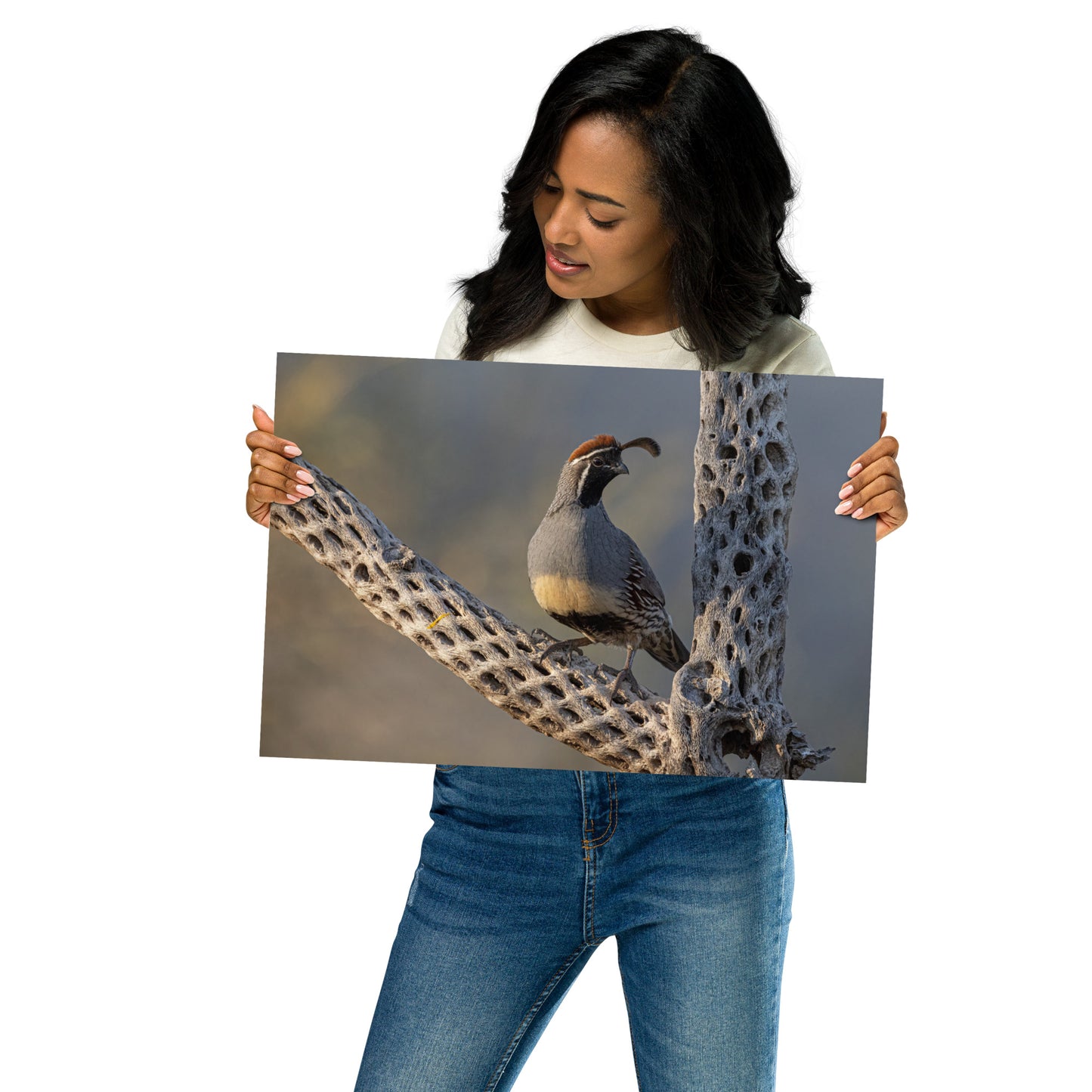 Quail on Cholla by Leslie Leathers Photography | Poster