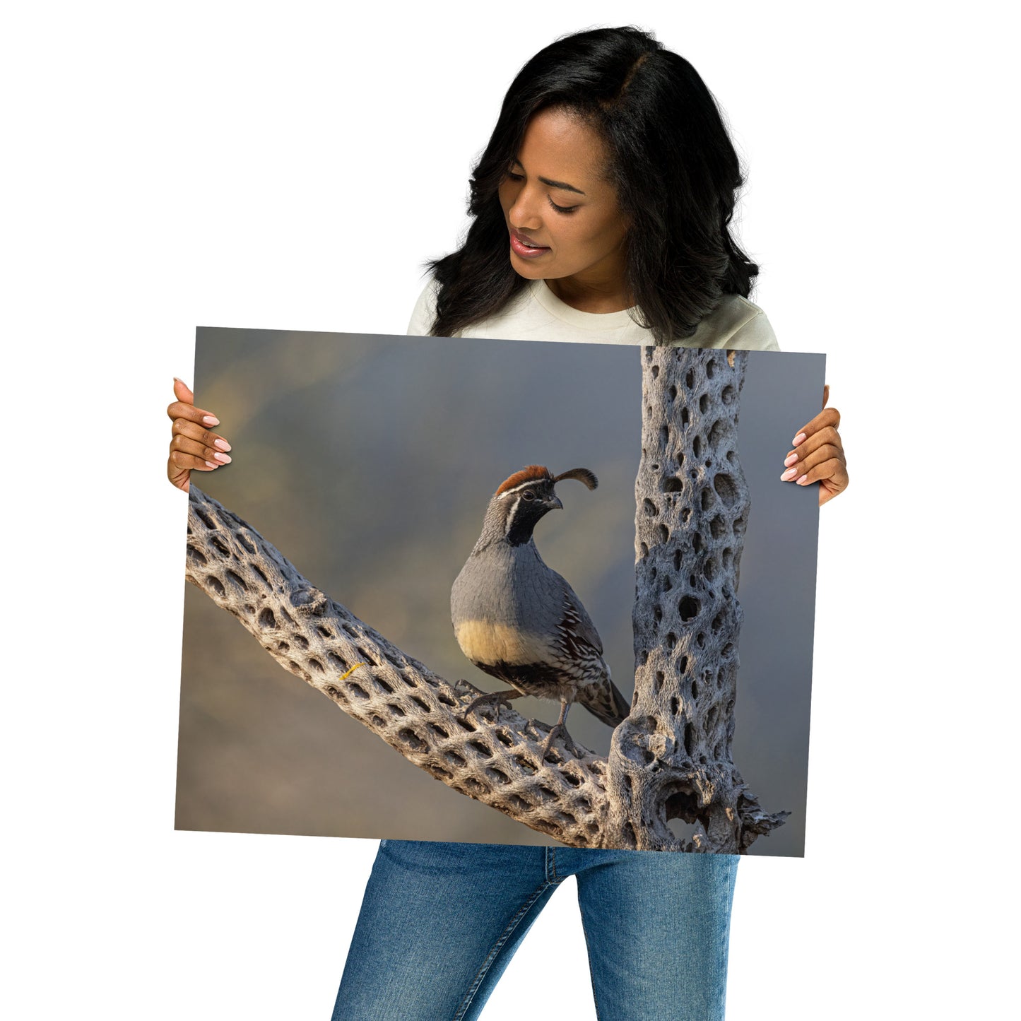 Quail on Cholla by Leslie Leathers Photography | Poster