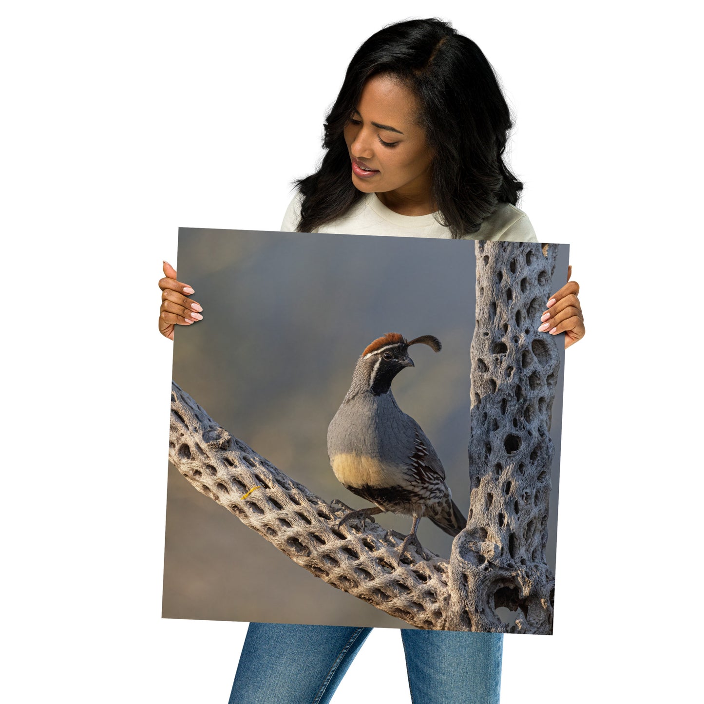 Quail on Cholla by Leslie Leathers Photography | Poster