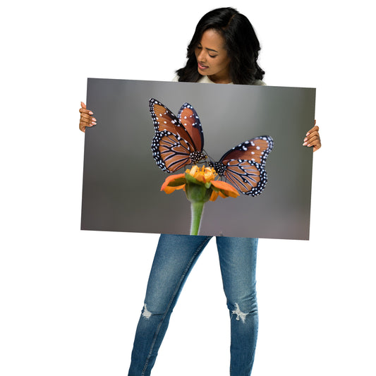 Queen Butterflies by Leslie Leathers Photography | Poster