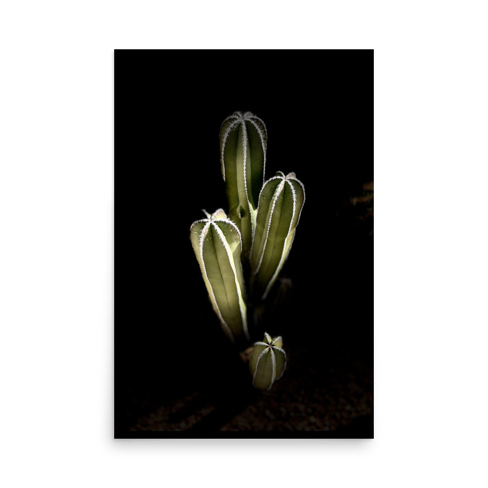 Saguaro Quad by Enrique Aldana Photography | Poster