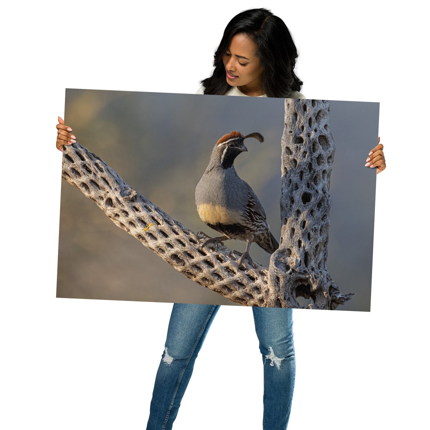 Quail on Cholla by Leslie Leathers Photography | Poster