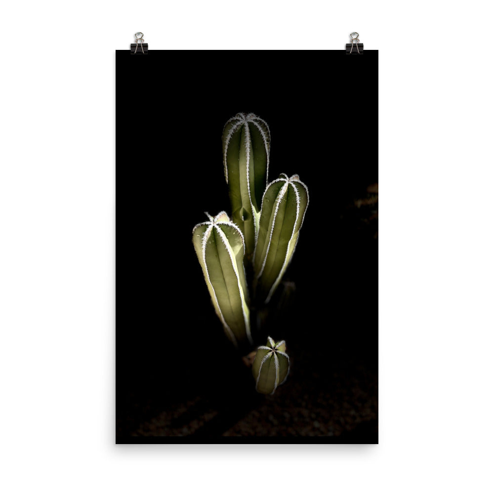 Saguaro Quad by Enrique Aldana Photography | Poster