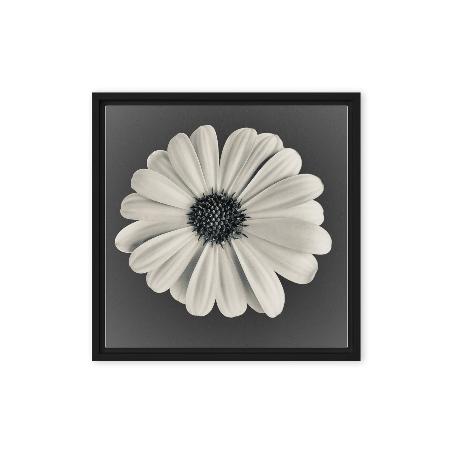 Loves Me Loves Me Not by Enrique Aldana | Framed canvas