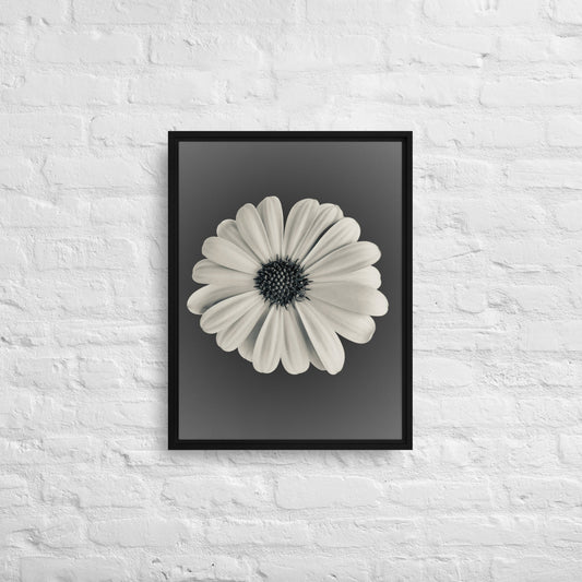 Loves Me Loves Me Not by Enrique Aldana | Framed canvas