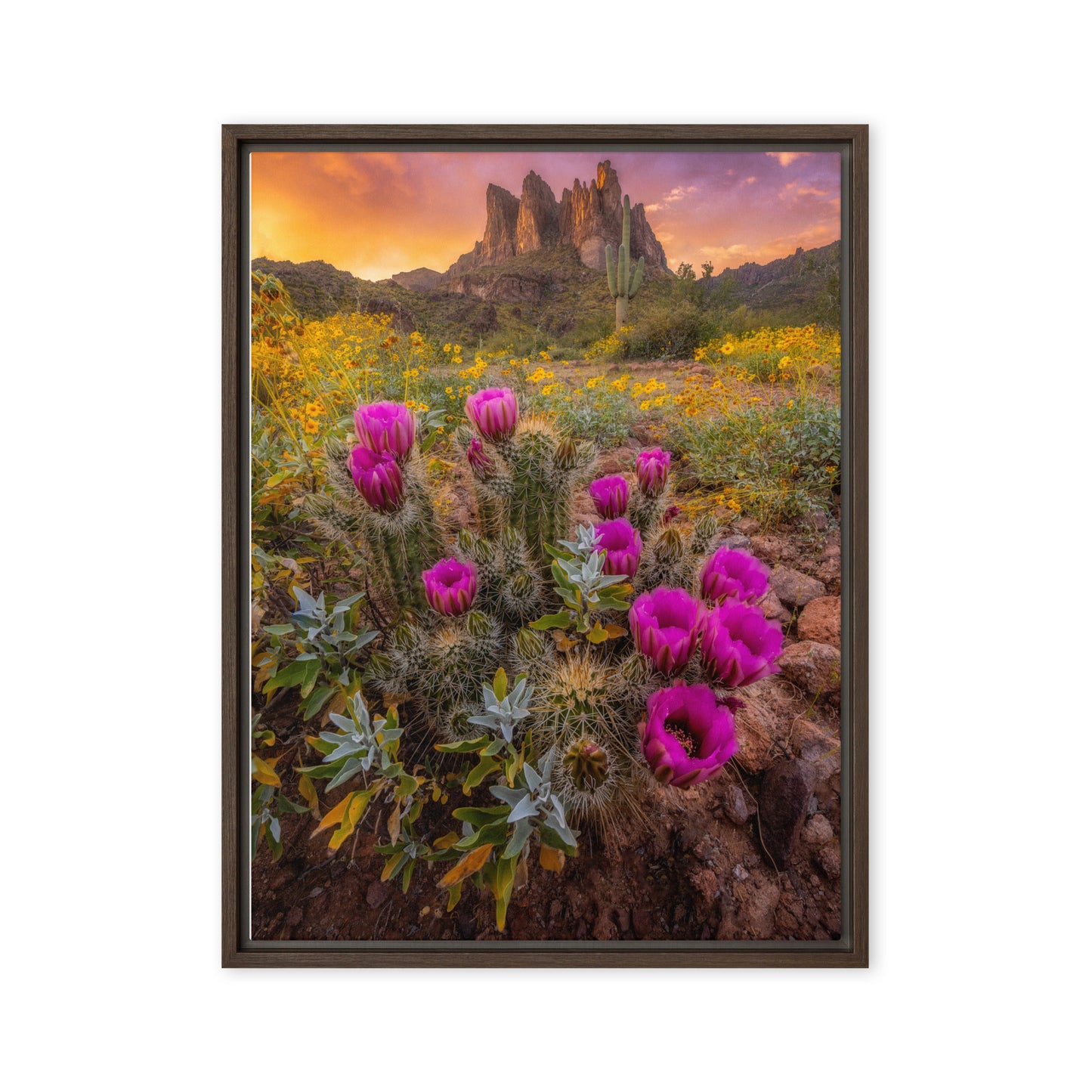 Sonoran Bloom by Sean Parker Photography | Framed canvas