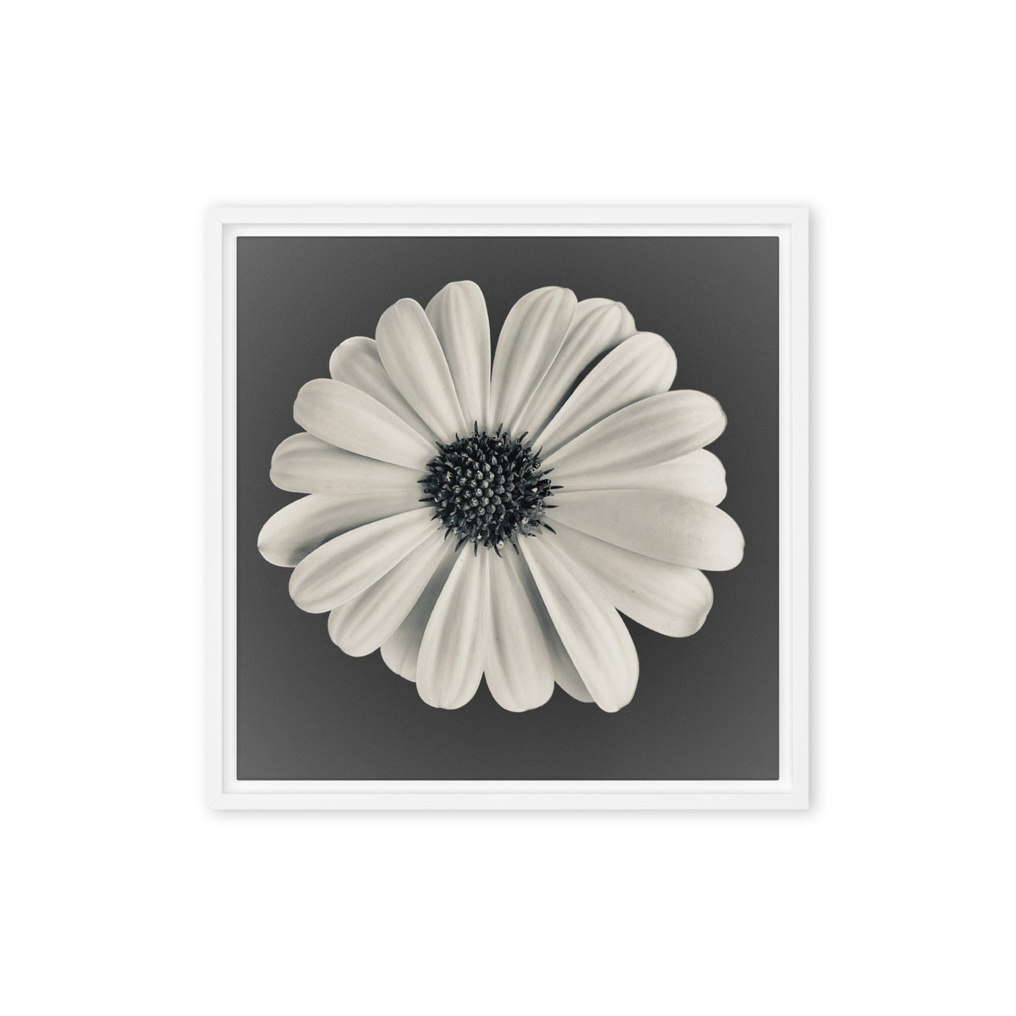 Loves Me Loves Me Not by Enrique Aldana | Framed canvas