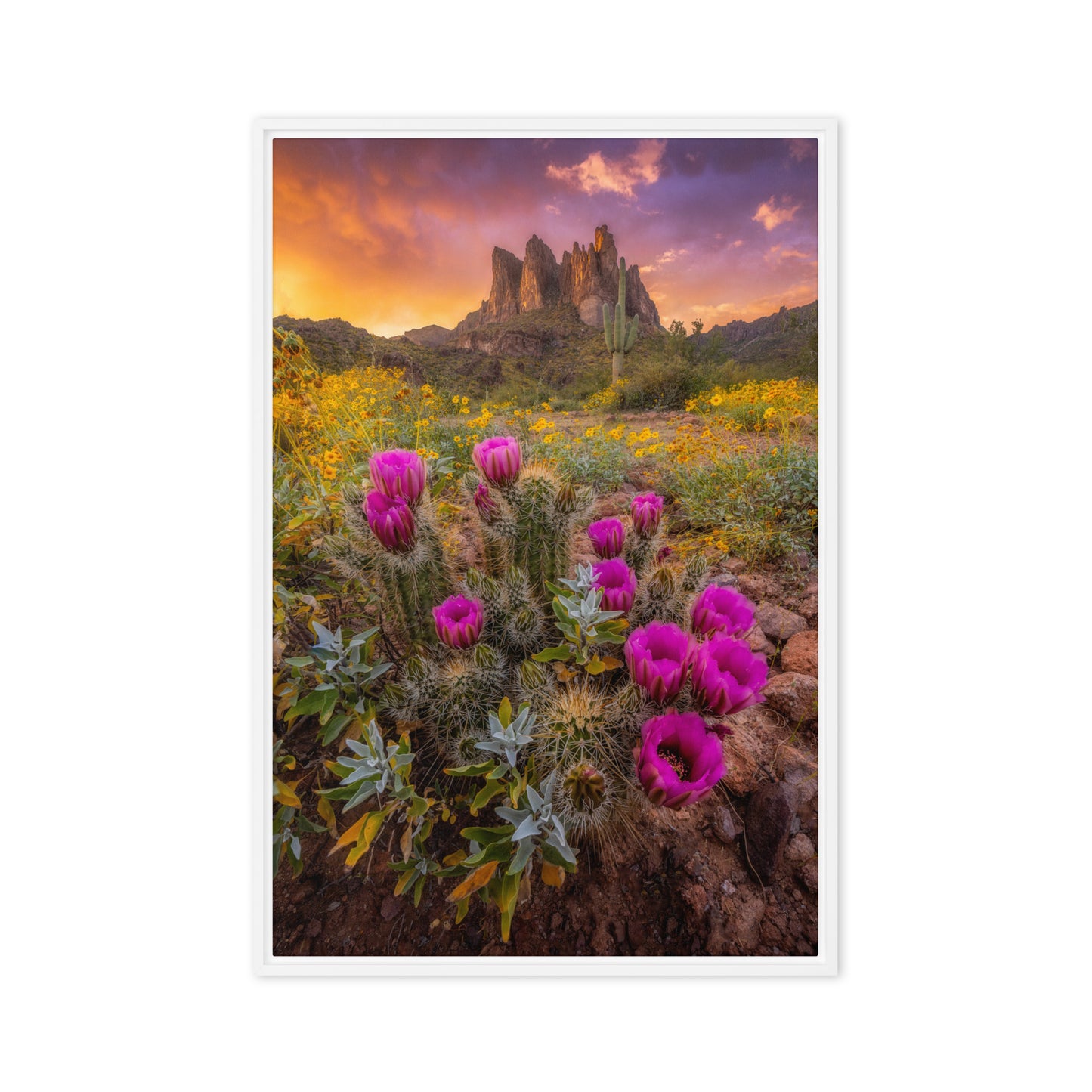 Sonoran Bloom by Sean Parker Photography | Framed canvas