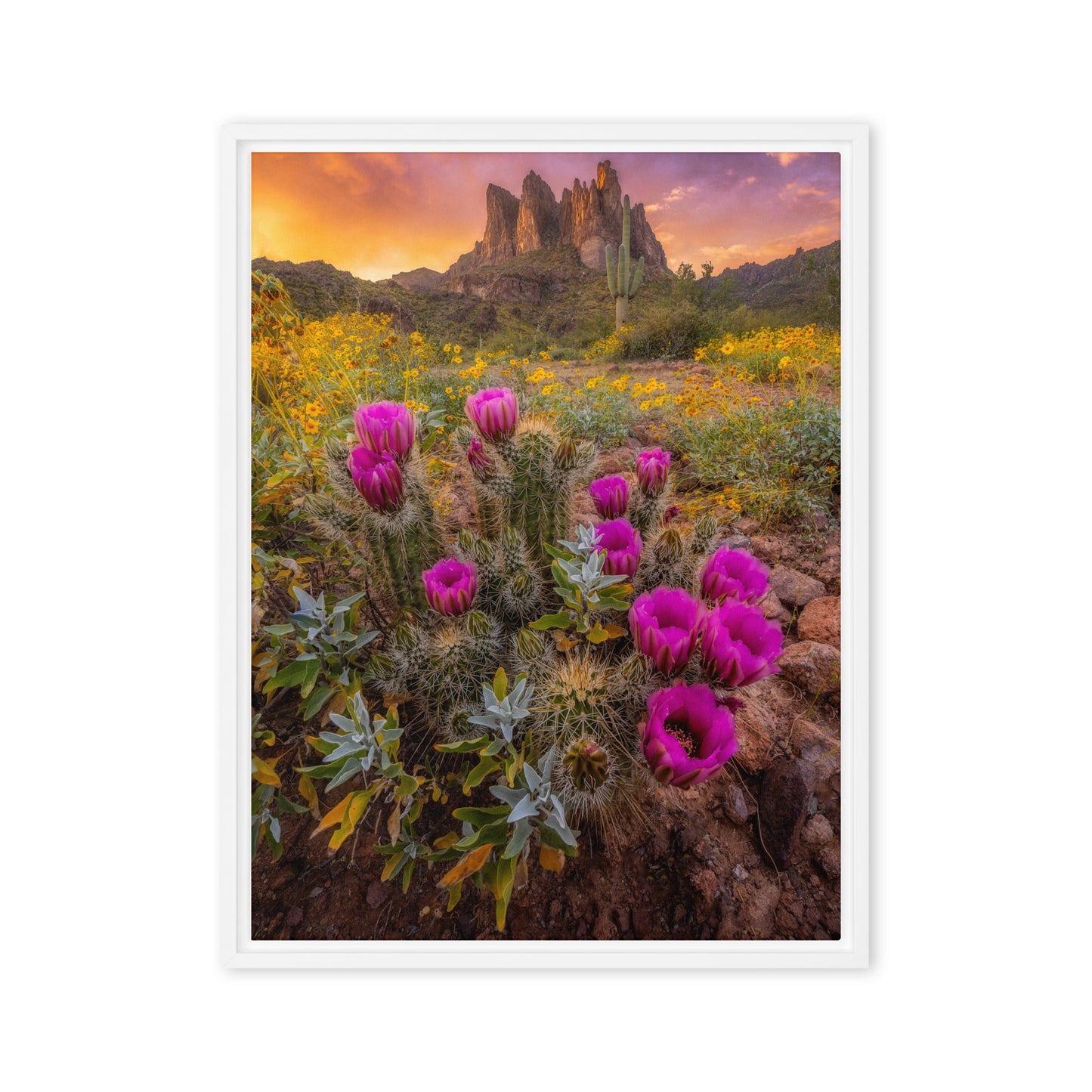 Sonoran Bloom by Sean Parker Photography | Framed canvas