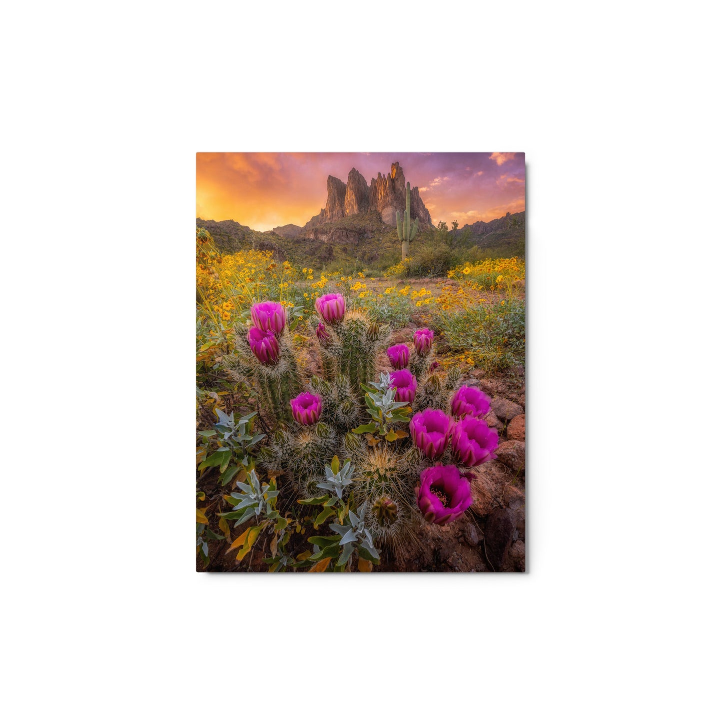 Sonoran Bloom by Sean Parker Photography | Metal prints