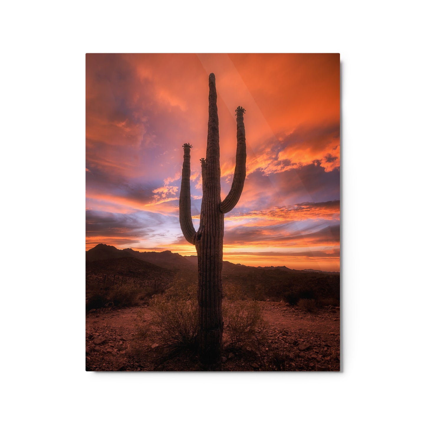 Saguaro Sunset by Sean Parker Photography | Metal prints