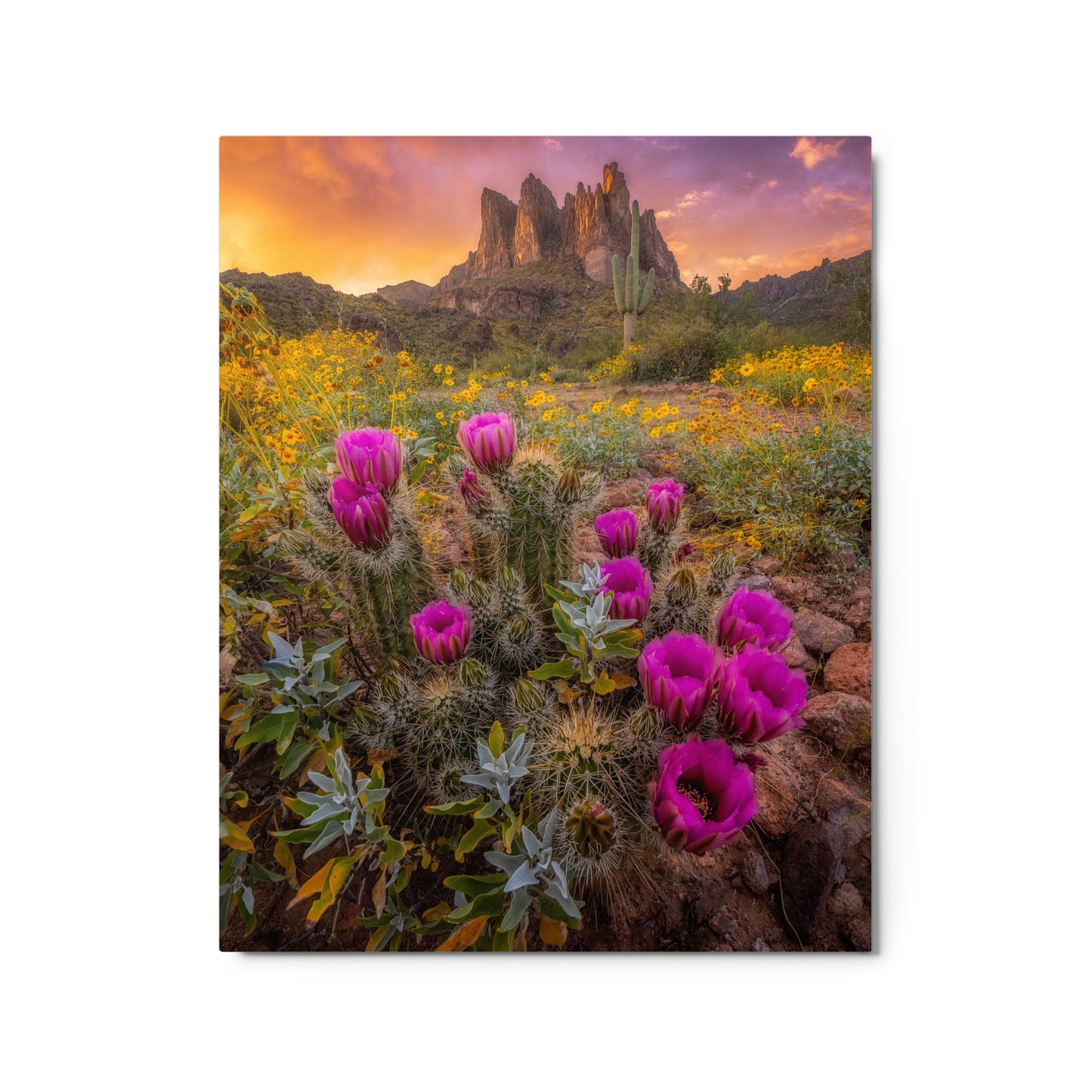 Sonoran Bloom by Sean Parker Photography | Metal prints