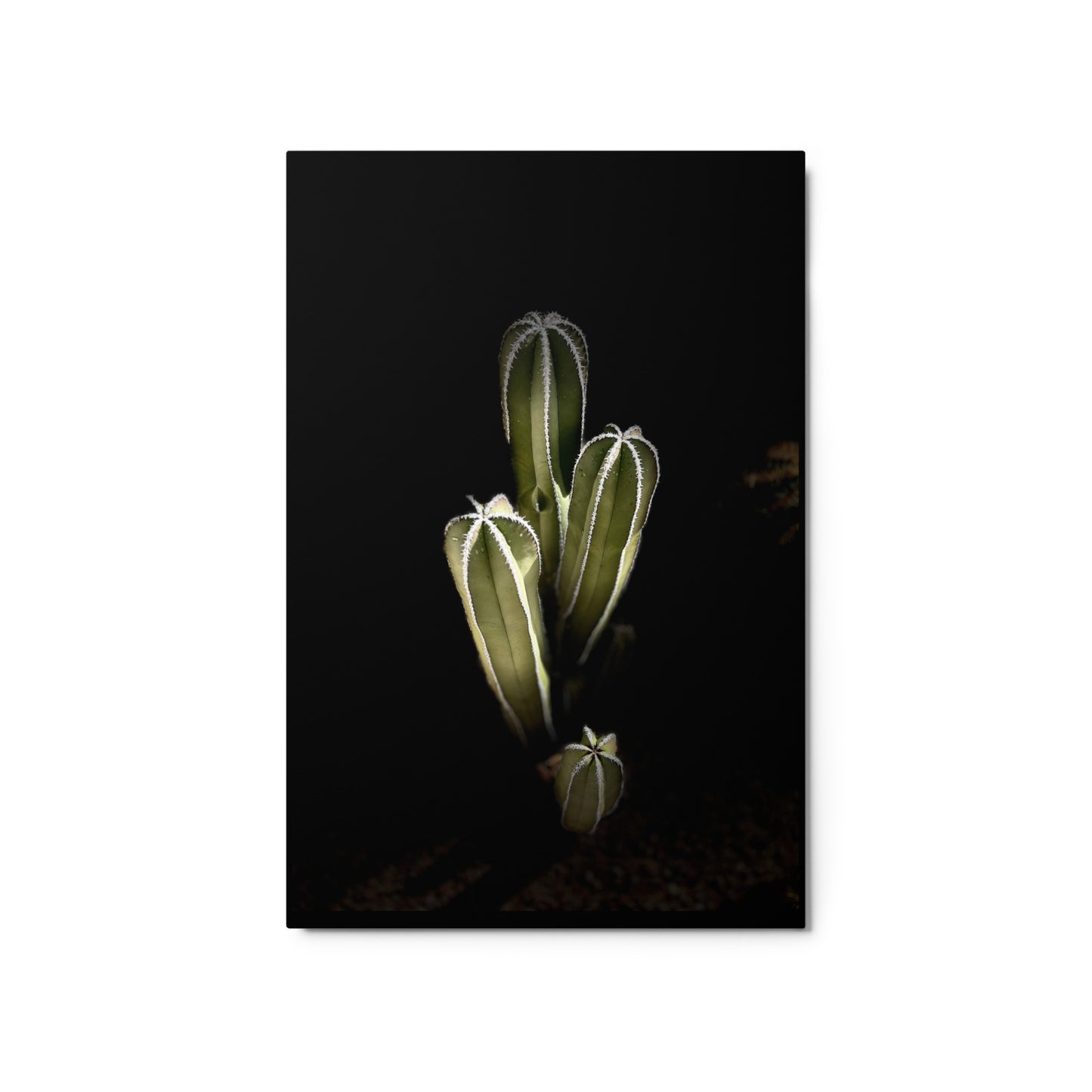 Saguaro Quad by Enrique Aldana Photography | Metal prints