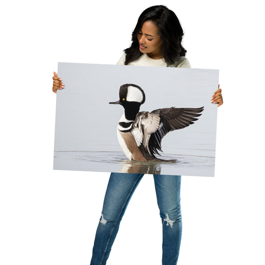 Hooded Merganser by Leslie Leathers Photography | Metal prints