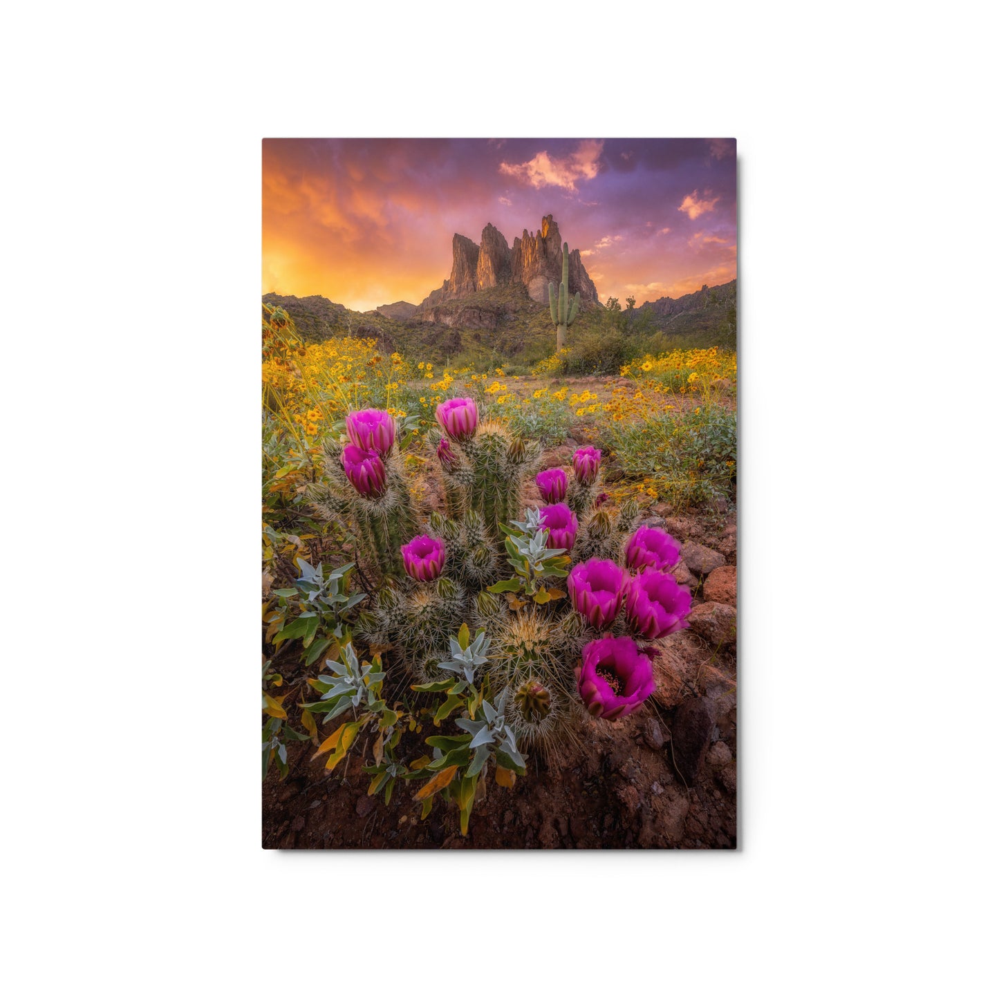 Sonoran Bloom by Sean Parker Photography | Metal prints