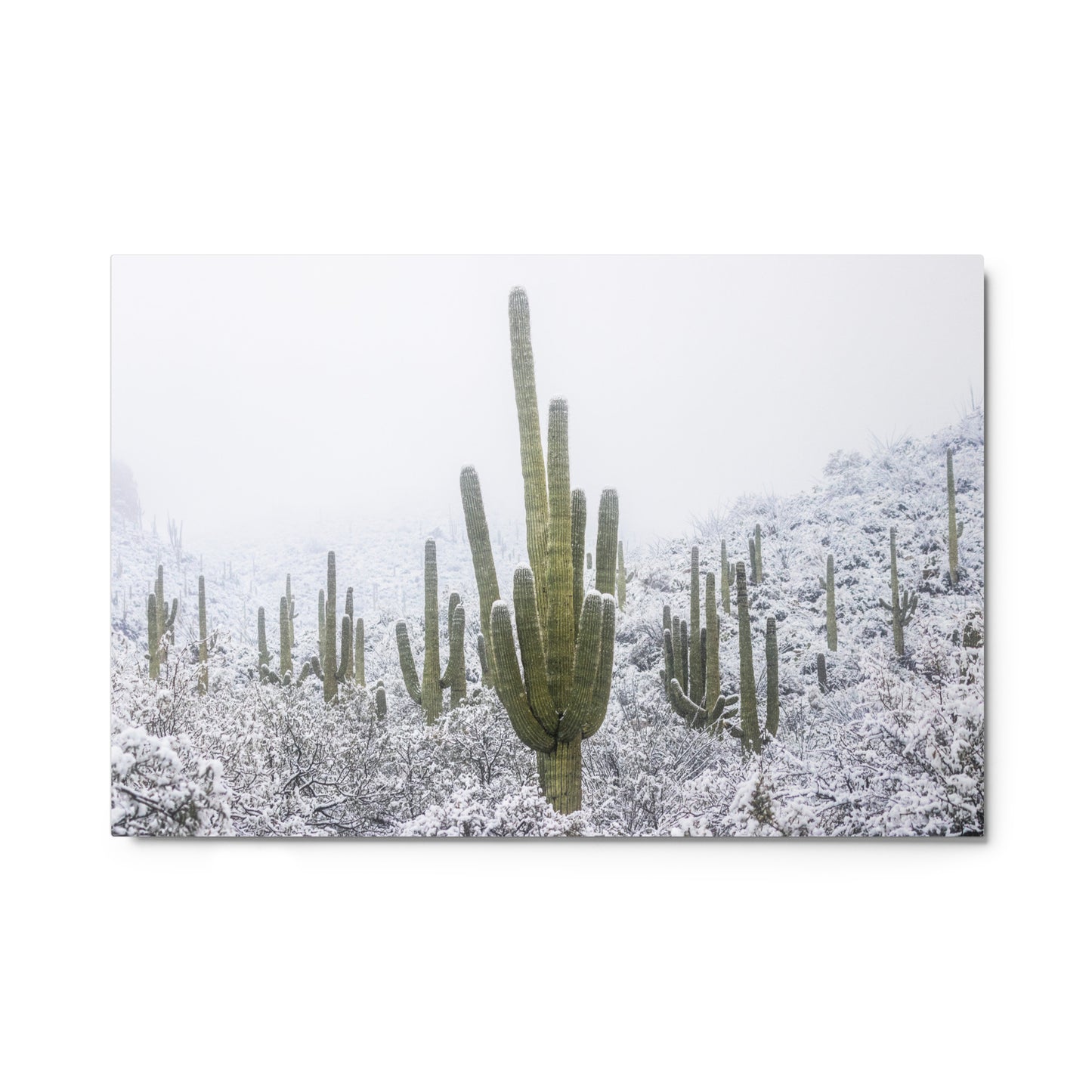 Saguaro Snowfall by Sean Parker Photography | Metal prints