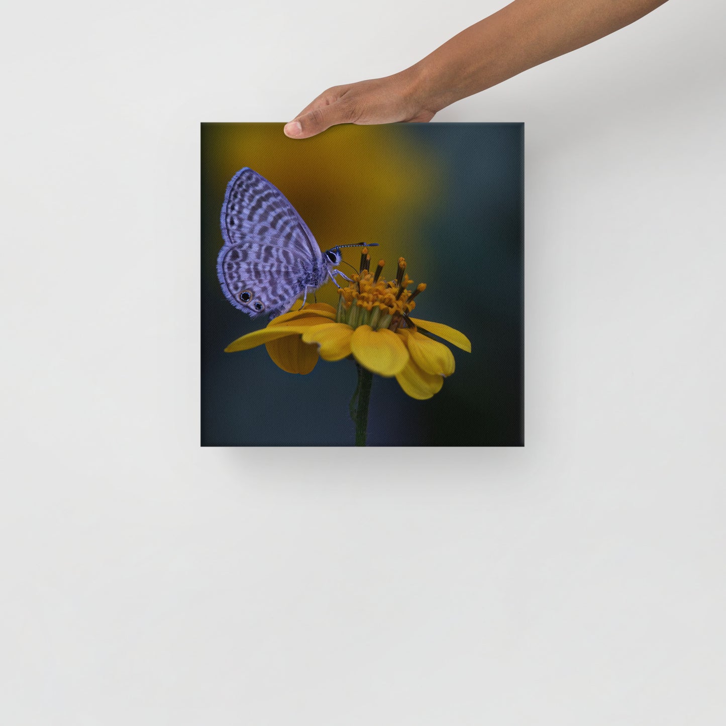 Marine Blue Butterfly by Leslie Leathers Photography | Wrapped Canvas