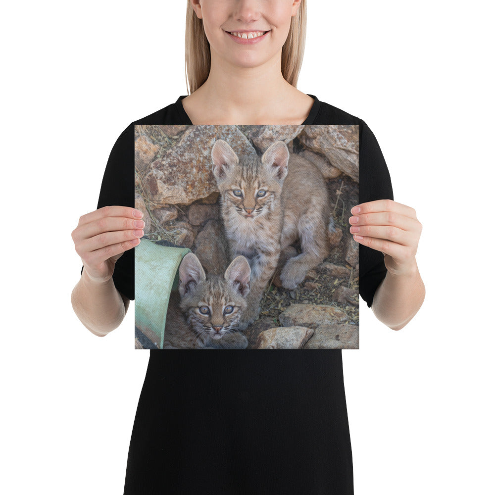 Baby Bobcats Duo by Leslie Leathers Photography | Wrapped Canvas