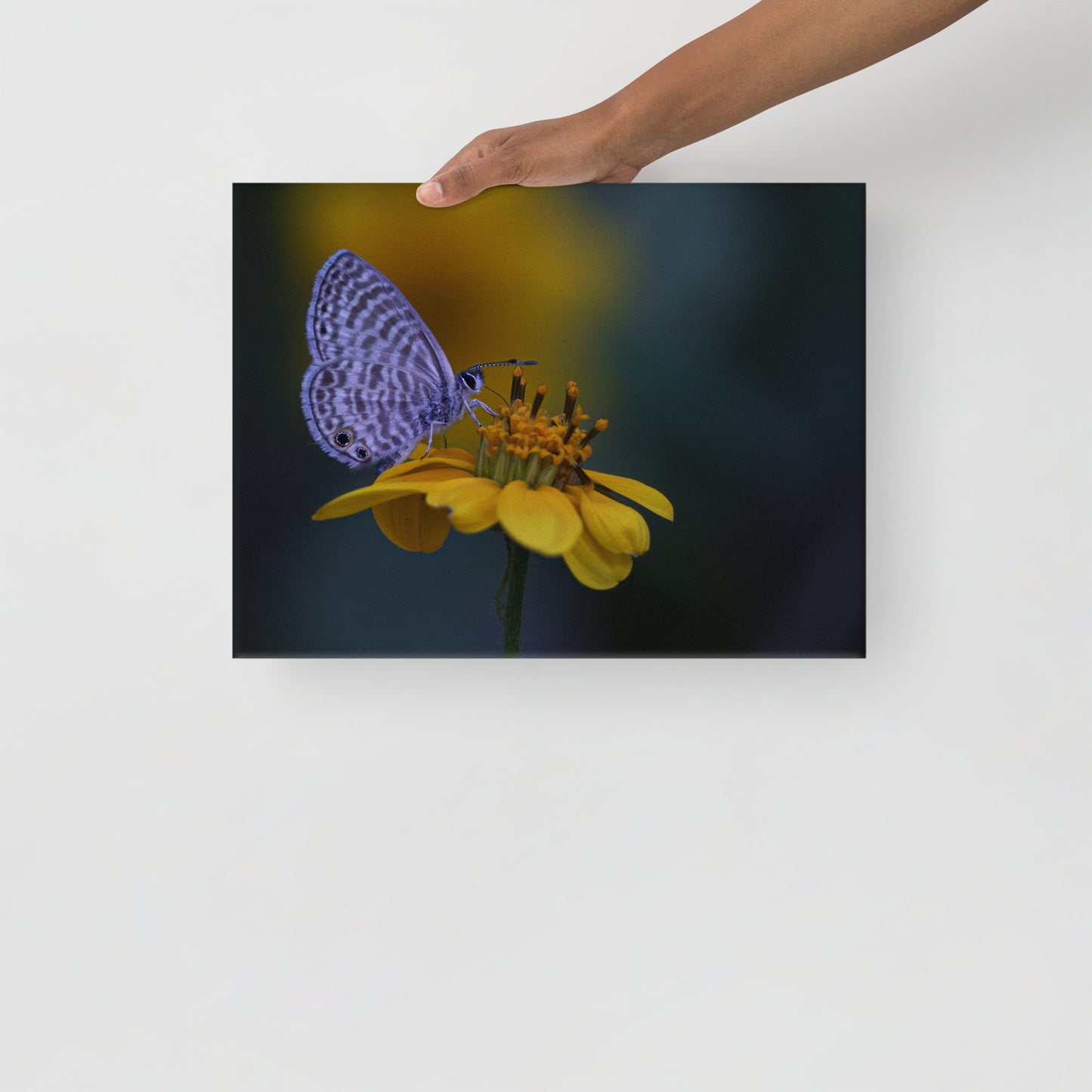 Marine Blue Butterfly by Leslie Leathers Photography | Wrapped Canvas