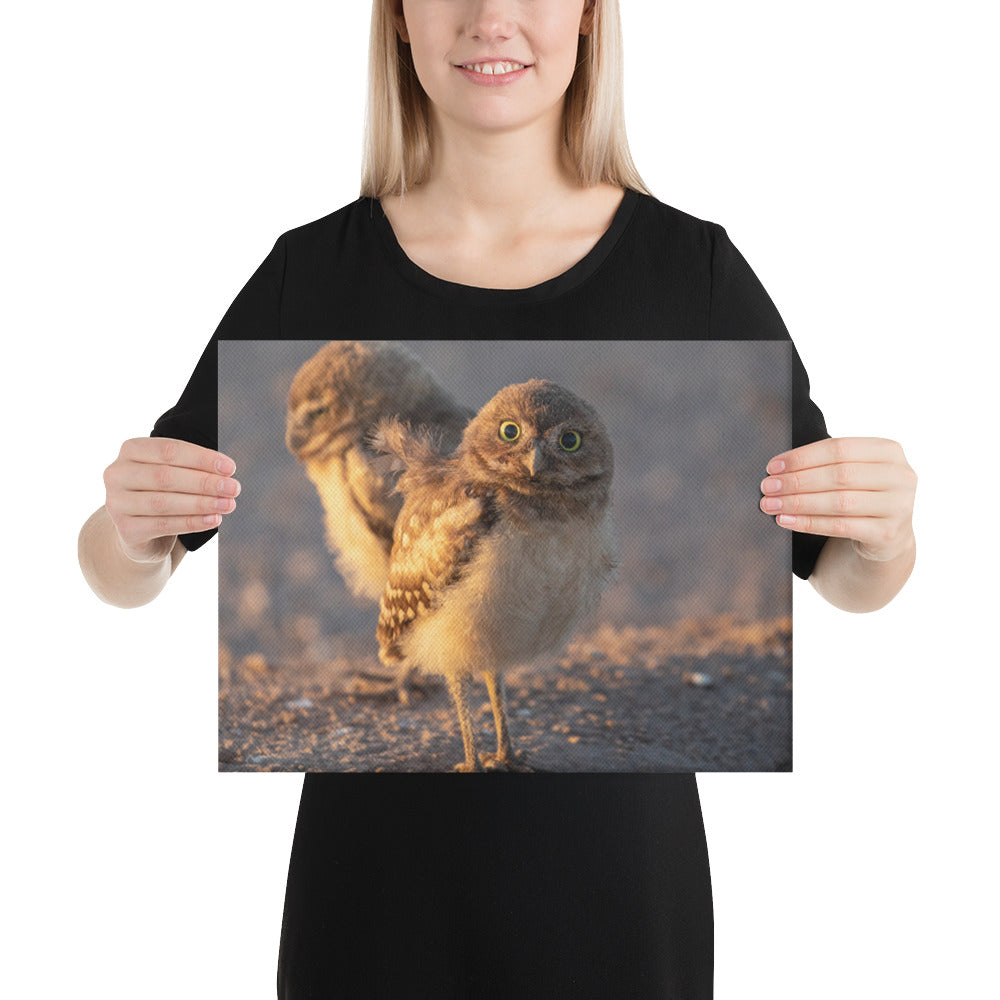 Burrowing Owls Duo by Leslie Leathers Photography | Wrapped Canvas