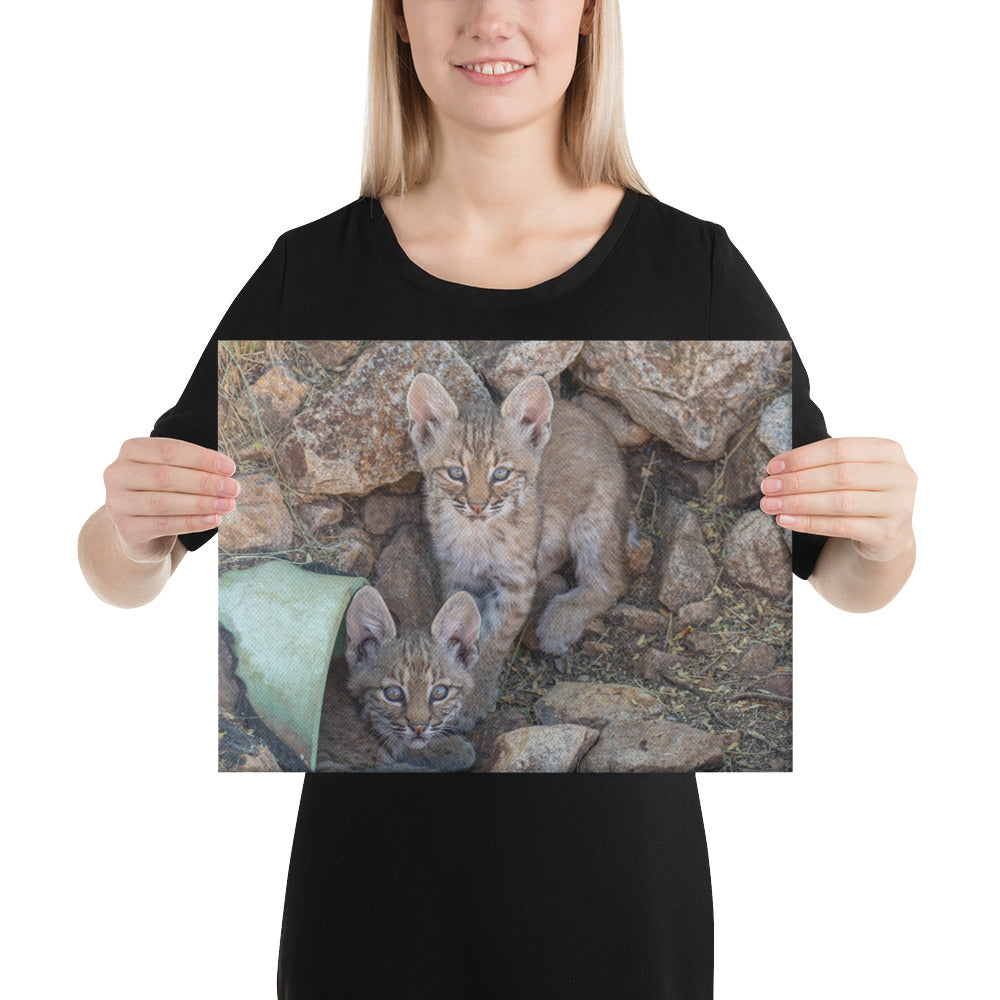 Baby Bobcats Duo by Leslie Leathers Photography | Wrapped Canvas