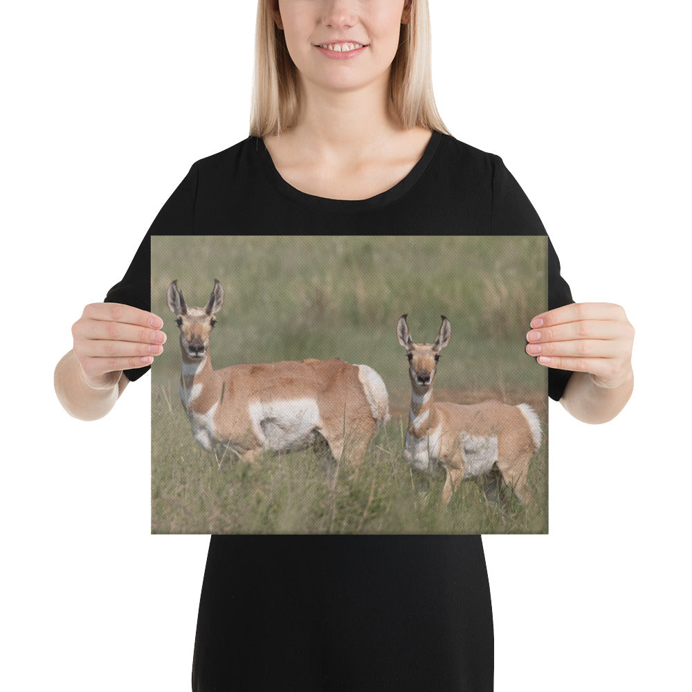 Pronghorn by Leslie Leathers Photography | Wrapped Canvas