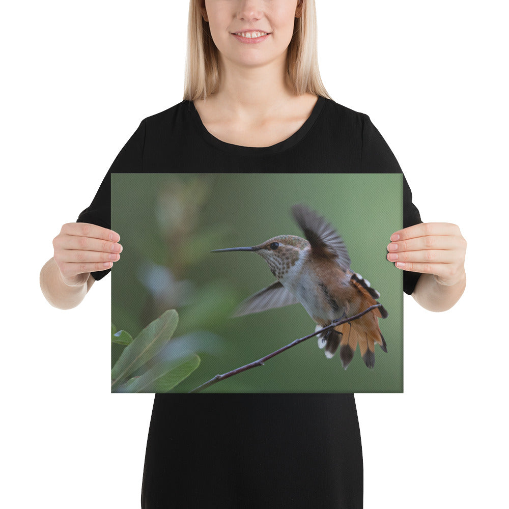 Rufous Hummingbird by Leslie Leathers Photography | Wrapped Canvas