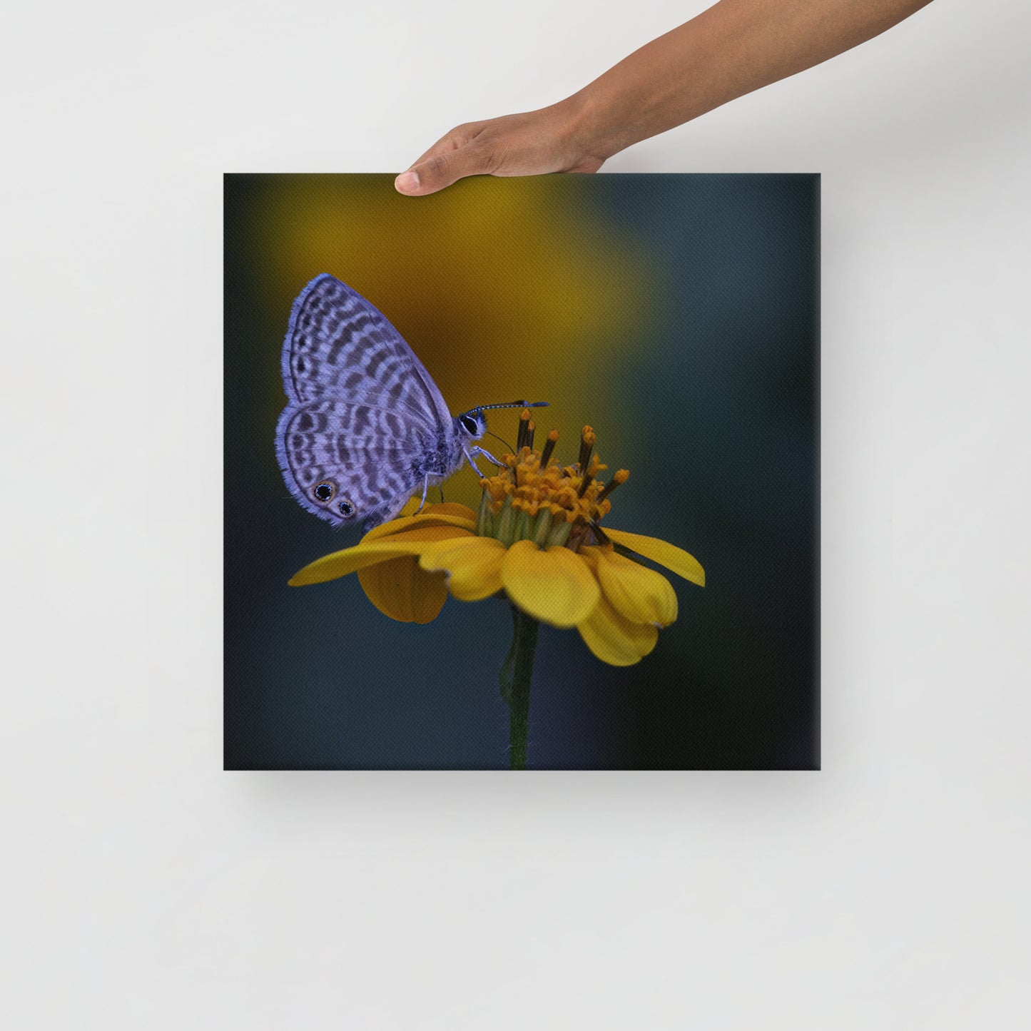 Marine Blue Butterfly by Leslie Leathers Photography | Wrapped Canvas