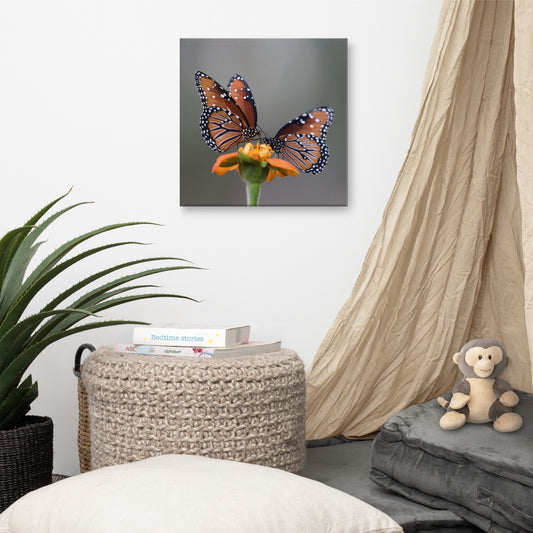 Queen Butterflies by Leslie Leathers Photography | Wrapped Canvas