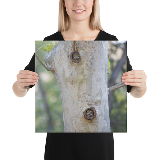 Owl Condo by Leslie Leathers Photography | Wrapped Canvas