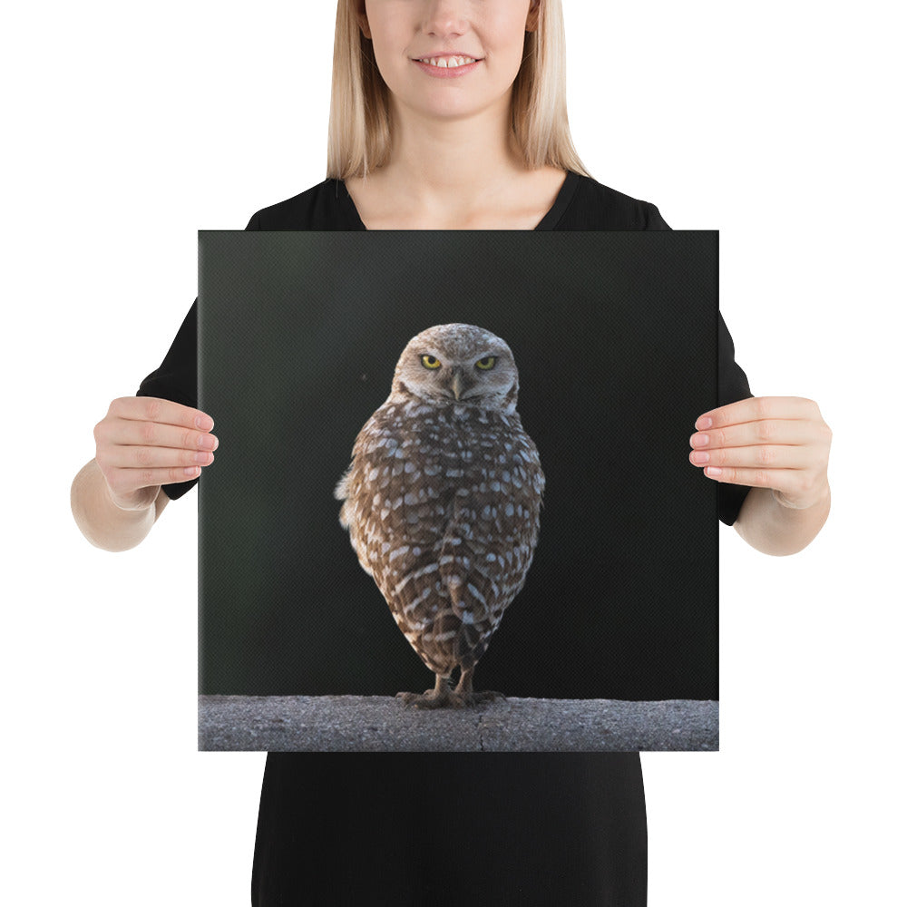 Burrowing Owl By Leslie Leathers Photography | Wrapped Canvas