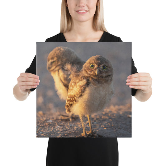 Burrowing Owls Duo by Leslie Leathers Photography | Wrapped Canvas