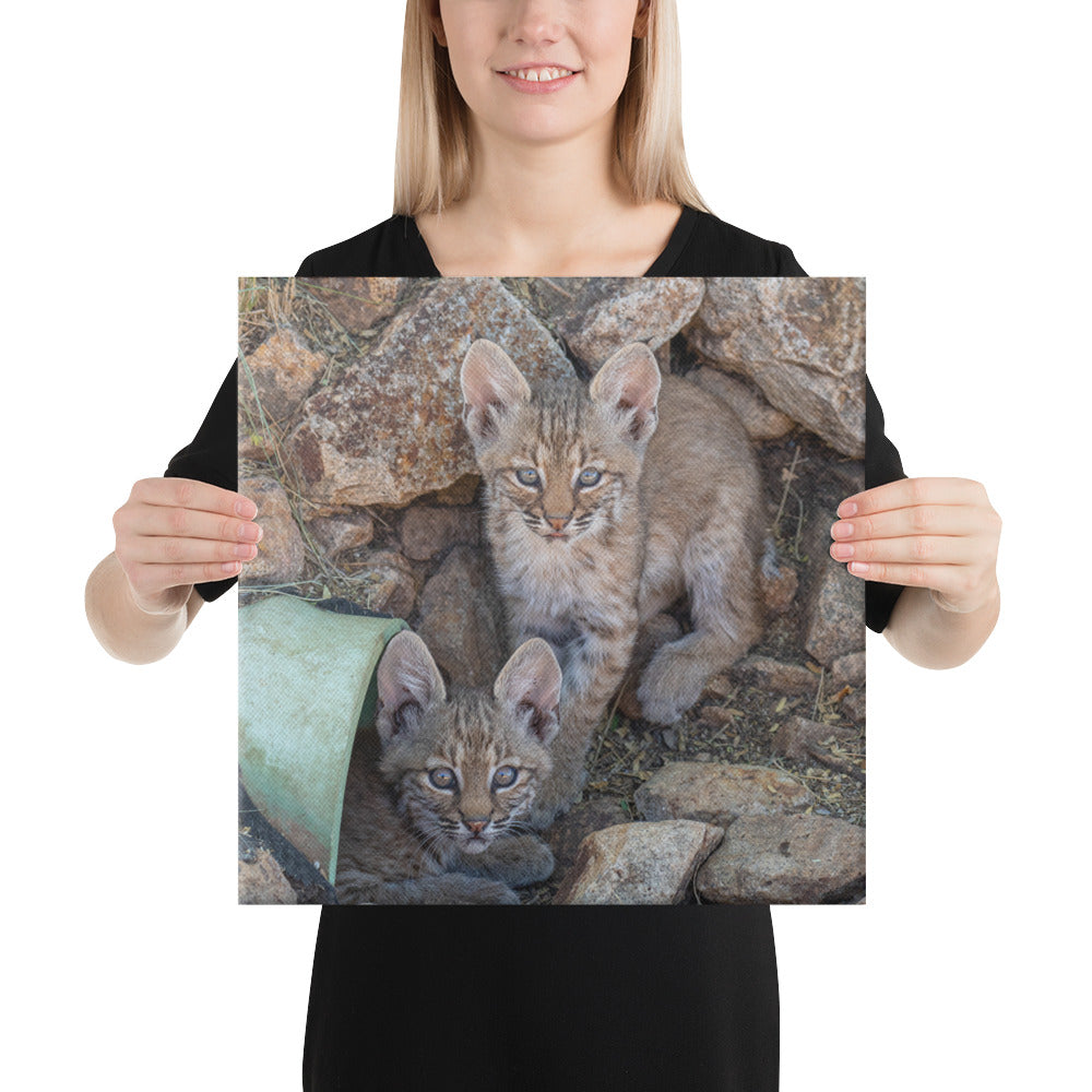 Baby Bobcats Duo by Leslie Leathers Photography | Wrapped Canvas