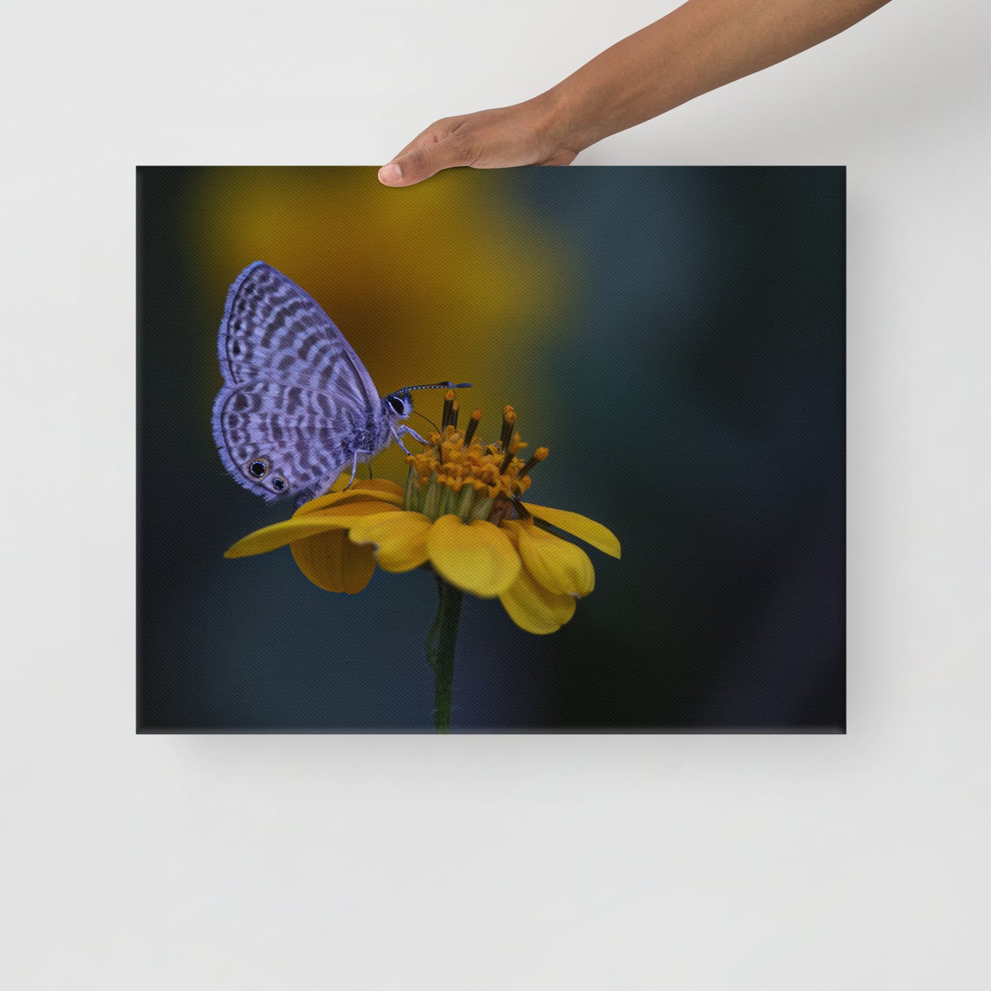 Marine Blue Butterfly by Leslie Leathers Photography | Wrapped Canvas