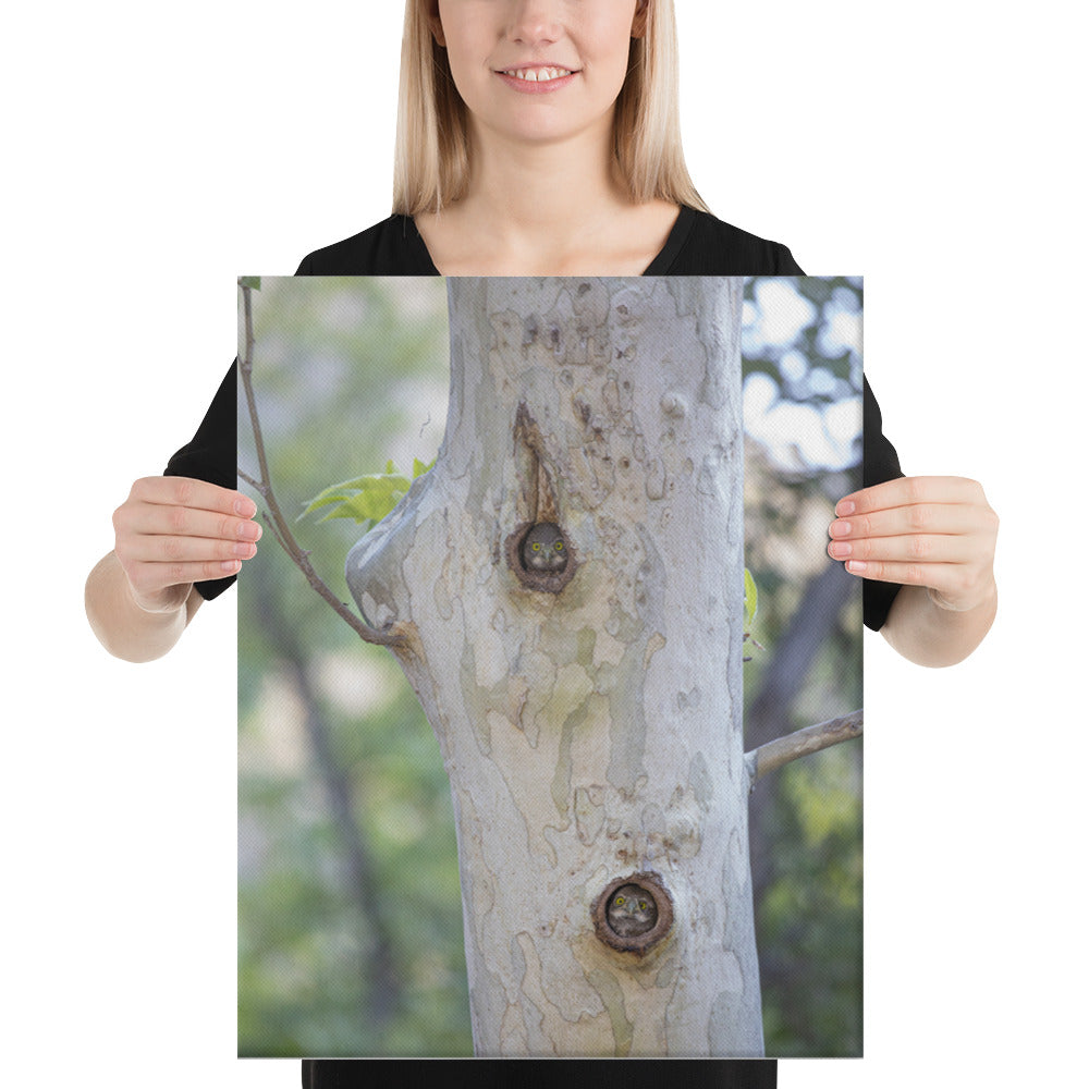 Owl Condo by Leslie Leathers Photography | Wrapped Canvas