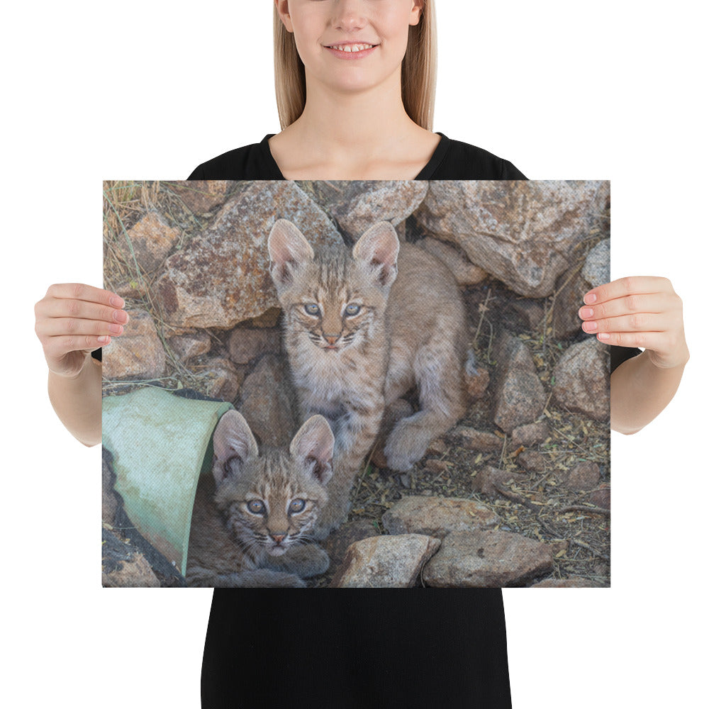 Baby Bobcats Duo by Leslie Leathers Photography | Wrapped Canvas