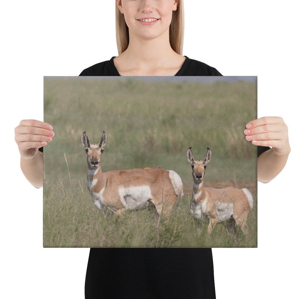 Pronghorn by Leslie Leathers Photography | Wrapped Canvas