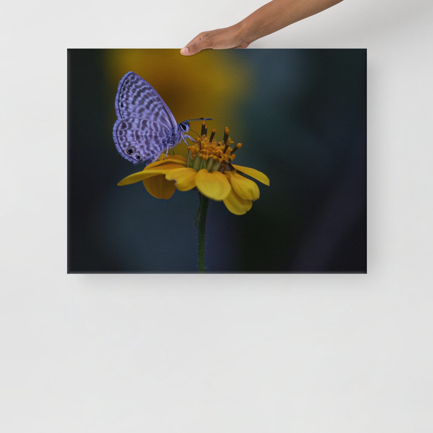 Marine Blue Butterfly by Leslie Leathers Photography | Wrapped Canvas