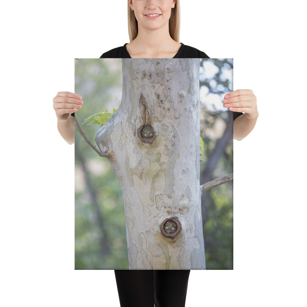 Owl Condo by Leslie Leathers Photography | Wrapped Canvas