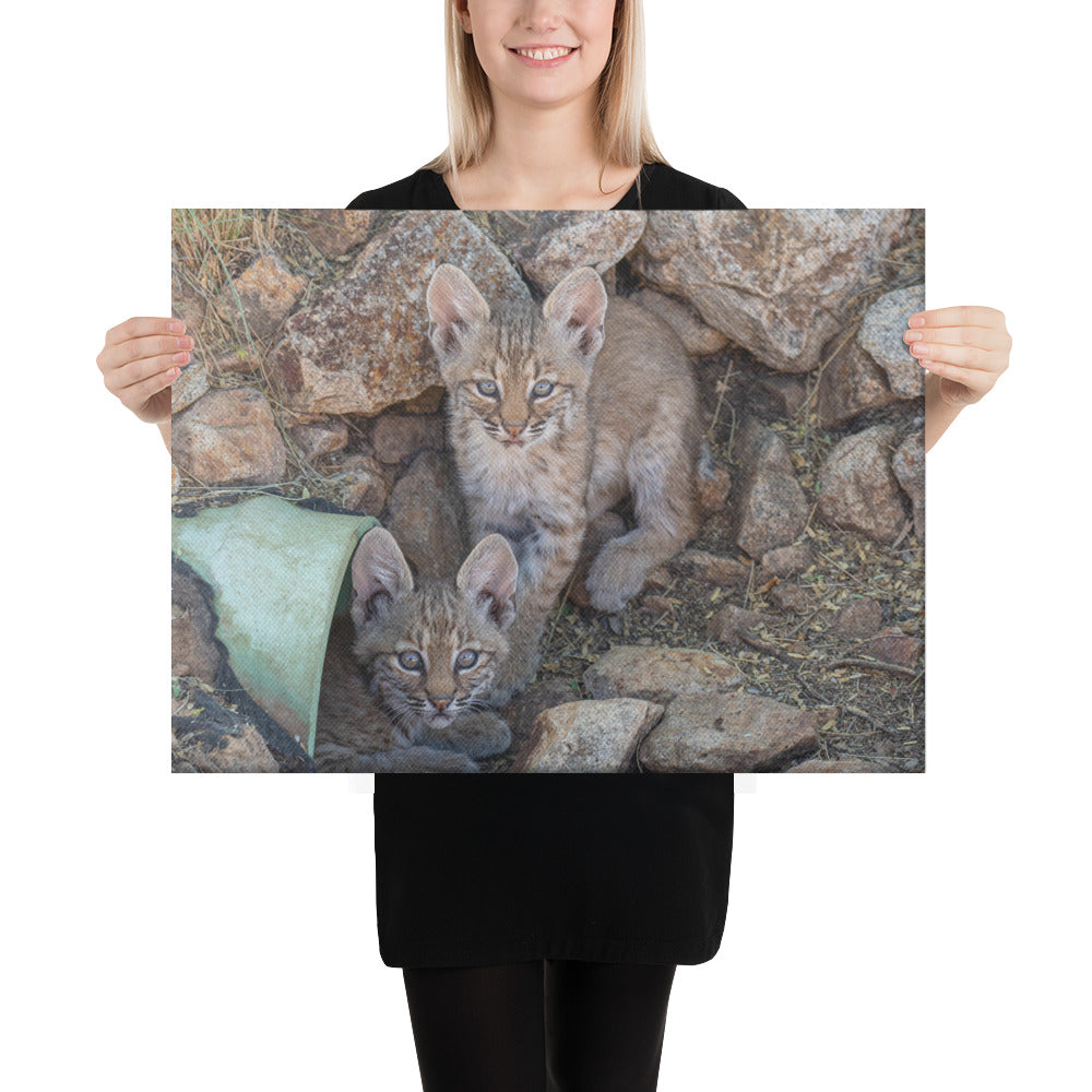 Baby Bobcats Duo by Leslie Leathers Photography | Wrapped Canvas