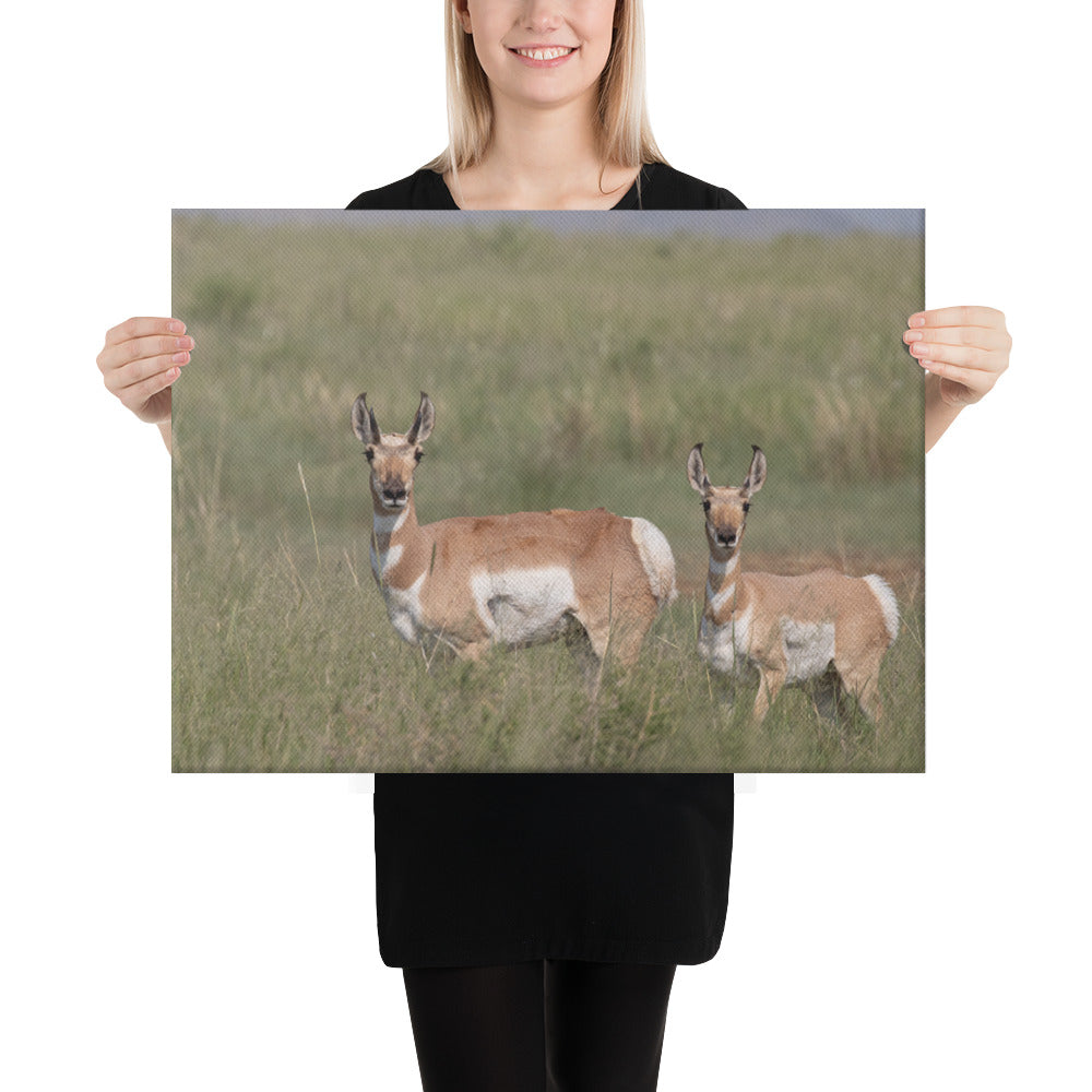 Pronghorn by Leslie Leathers Photography | Wrapped Canvas