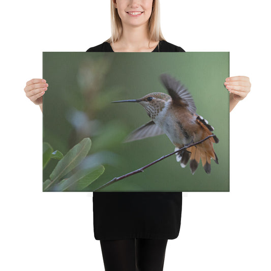 Rufous Hummingbird by Leslie Leathers Photography | Wrapped Canvas