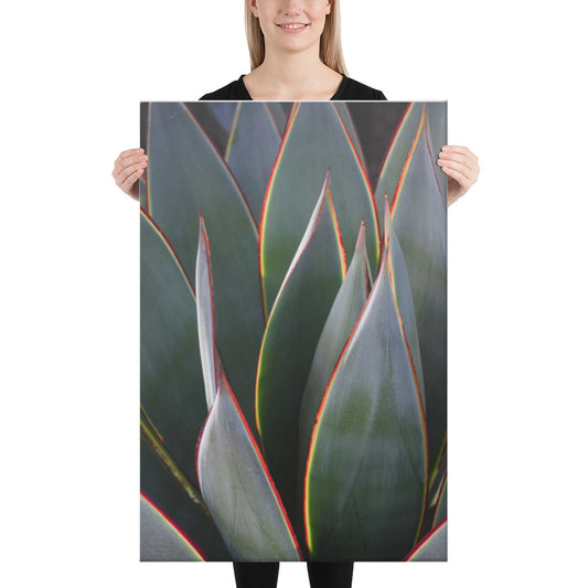 Agave by Leslie Leathers Photography | Wrapped Canvas