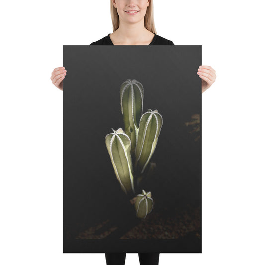 Saguaro Quad by Enrique Aldana Photography | Wrapped Canvas